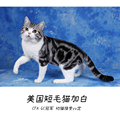 【种猫展示】美国短毛猫加白 起司猫种公 CFA赛猫GC冠军 幼猫预定