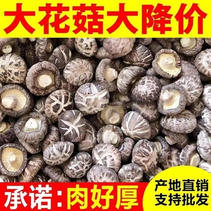 大花菇今年新货精选野生花菇干货特产剪脚500g椴木菇批发肉厚特级