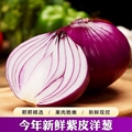 新鲜紫皮洋葱3/5/9斤装新圆葱当季蔬菜农家脆甜红皮元葱洋葱头