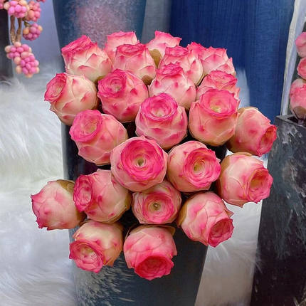 精品多肉植物粉色山地玫瑰水蜜桃鸡蛋酒杯耶罗玫瑰系列室内小盆栽