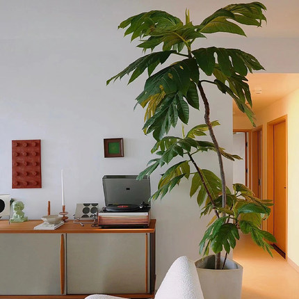 面包树盆栽大型绿植室内客厅四季好养办公室网红植物庭院净化空气