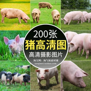 高清JPG家畜猪图片大肥猪小野猪仔黑猪圈农场母猪花猪特写素材照