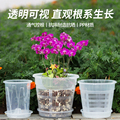 蝴蝶兰月季控根加仑花盆透明树脂加厚塑料透气透水镂空营养杯盆栽