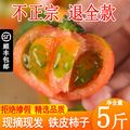 丹东铁皮草莓柿子即食新鲜盘锦碱地自然熟绿腚正宗西红柿水果番茄
