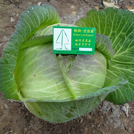 格润生态农业 农家肥种植 食用 大白菜 莲花菜