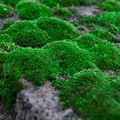 鲜活苔藓微景观植物盆景盆栽水陆缸假山草造景材料白发藓短绒青苔