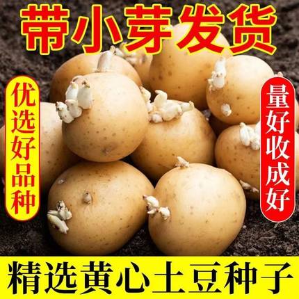 云南土豆种子发芽带芽高产早熟红皮黄心土豆种子黄皮黄心土豆种子