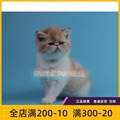 #瑶瑶名猫#CFA/加菲猫/幼猫/异国短毛猫/纯种/已到新家 sold