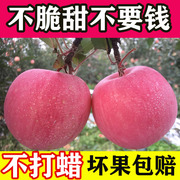 山东烟台栖霞红富士苹果脆甜孕妇水果新鲜红富士苹果吃的10斤包邮