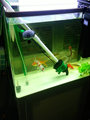 鱼缸电动换水器吸污机自动吸便器鱼粪吸污器抽水泵吸水器水管鱼缸