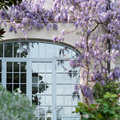 定制紫藤爬藤植物攀援花卉庭院阳台屋顶多花美观好养活春季树苗花