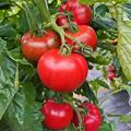 大西红柿种子番茄籽草莓番茄老品种毛粉番茄种籽铁皮柿子蔬菜种孑
