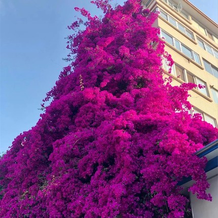 三角梅花卉盆栽带花发货重瓣阳台四季三叶梅紫色七彩