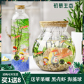 生态瓶观赏小鱼diy微景观免换水造景材料海藻球小型水草斑马鱼缸