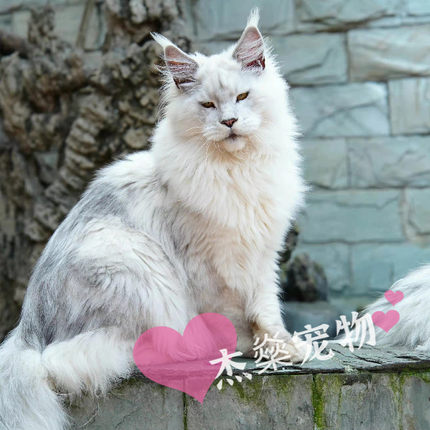 俄罗斯缅因猫霸气巨型长毛猫黑色白色银虎斑烟熏色带证书北京本地