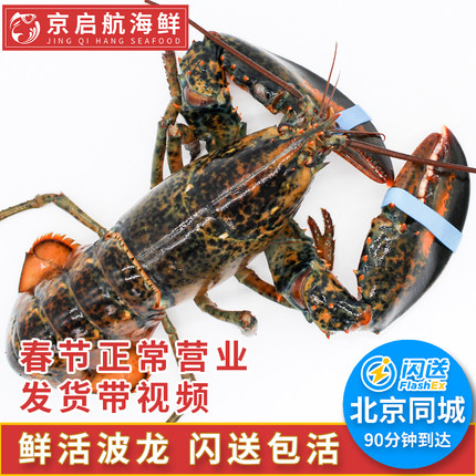 1-10斤鲜活波士顿大龙虾波龙 北京闪送 加拿大进口水产澳洲大龙虾