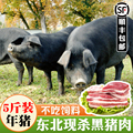 黑猪肉新鲜正宗东北农家笨土猪肉五花肉带皮肋排骨生鲜猪蹄散养