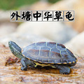 中华草龟 小乌龟活体外塘长寿龟宠物水龟金线龟活物龟墨龟草龟苗