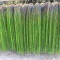 仿真植物垂挂柳叶丝柳条垂柳树装饰造型鱼丝长水草摄影绿植假草