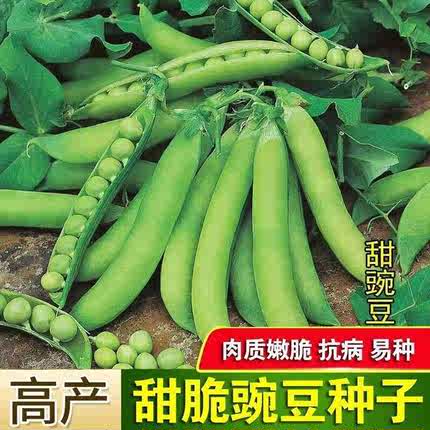 甜脆青豌豆种子豌豆种籽台湾长寿豆仁碗豆孑老品种碗豆种籽蔬菜籽