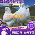 纯种大体元宝鸽子活一对一公一母种鸽肉鸽子活体活物能养8 斤左右