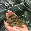 黑壳虾除藻淡水活体宠物水草虾清洁饲料工具鱼缸小草缸造景观赏虾