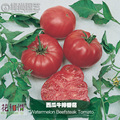 西瓜牛排番茄种子进口西红柿四季播种阳台盆栽蔬菜种籽瓜果番茄苗