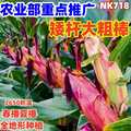 NK718玉米种籽高产杂交正品王双棒基因矮杆大棒苞米种抗病抗旱