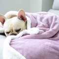 狗狗毛毯双层空调被加厚狗垫子毛绒宠物毯子狗沙发垫防脏盖被四季