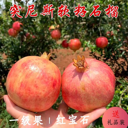 【果客】四川会理·突尼斯软籽石榴·5/9斤新鲜当季水果软籽石榴