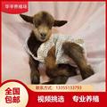 宠物羊小羊羔活羊迷你羊景区观赏小羊活苗宠物羊活物羊仔活苗羊崽