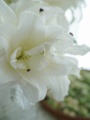 花曌 重瓣白百合鲜花鲜切花鲜花水养家居办公室鲜花瓶插花礼物