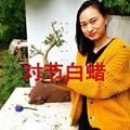 湖北京山对节白蜡植物盆栽树桩对接白蜡小桩盆景阳台绿植