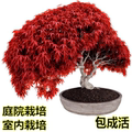 日本红枫盆景植物