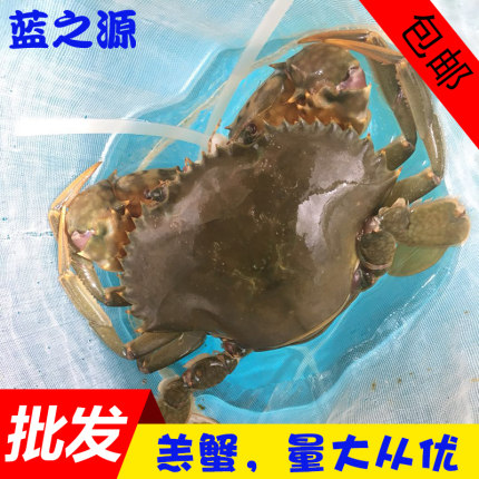 台山羔蟹新鲜青蟹肉蟹鲜活大螃蟹黄油蟹海鲜水产500g/2斤包邮