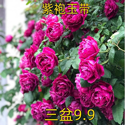 紫袍玉带大花浓香藤本月季花苗阳台玫瑰花卉盆栽花园围墙爬藤蔷薇