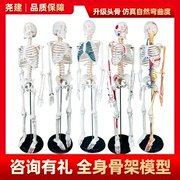 人体骨骼模型仿真人可拆卸全身小椎间盘医学脊柱小白骨架骷髅玩具