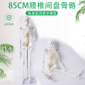 包邮85CM人体骨骼模型椎间盘脊柱脊椎神经正骨医用骨架模型