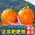 橘子新鲜包邮10斤正宗