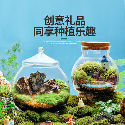 苔藓微景观植物桌面小盆景创意DIY生态瓶懒人好养植物玻璃摆件
