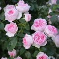 多季开花月季花苗我的心阳台包子型盆栽玫瑰花浓香卉观花绿植物