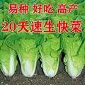 快菜种子20天成熟四季速生耐热耐湿蔬菜种子大小白菜种子杂交种子