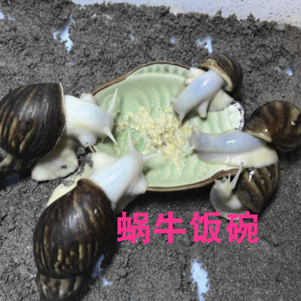 蜗牛吃饭碗食物盘白玉蜗牛饭碗宠物饭碗碟子蜗牛饲料盘食物容器碟