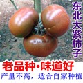 东北老式大紫柿子 紫皮球绿肩绿腚小仙桃西红柿籽 大绿色番茄种子