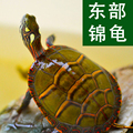 东锦活体东锦龟深水龟鱼龟混养小乌龟观赏龟宠物龟东锦苗外塘乌龟