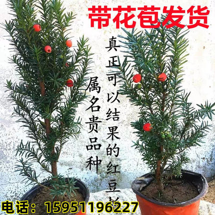 【带花苞发货】红豆杉树苗曼地亚盆栽公母树东北耐寒植物四季长青