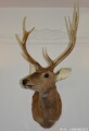 美式长脖鹿头鹿角标本C2酒店样板间居家办公装饰动物壁挂招财挂件