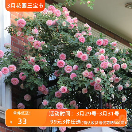 【月季2.5升盆】 天狼果汁阳台蓝雨四季庭院植物花卉玫瑰盆栽花苗
