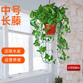 中号长藤壁挂绿萝植物盆栽绿植室内吸甲醛净化空气垂吊兰水培绿箩