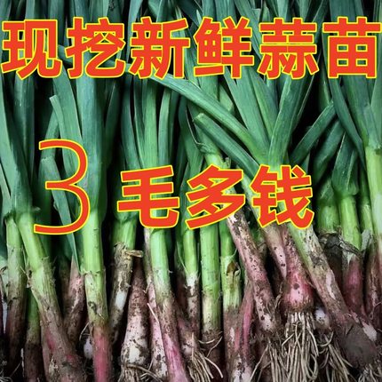 苏北农家本地露天种植大蒜叶新鲜红紫皮青蒜苗红根应季蔬菜3斤5斤